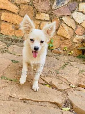3-6 months Female Purebred Chihuahua