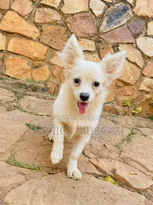 3-6 months Female Purebred Chihuahua