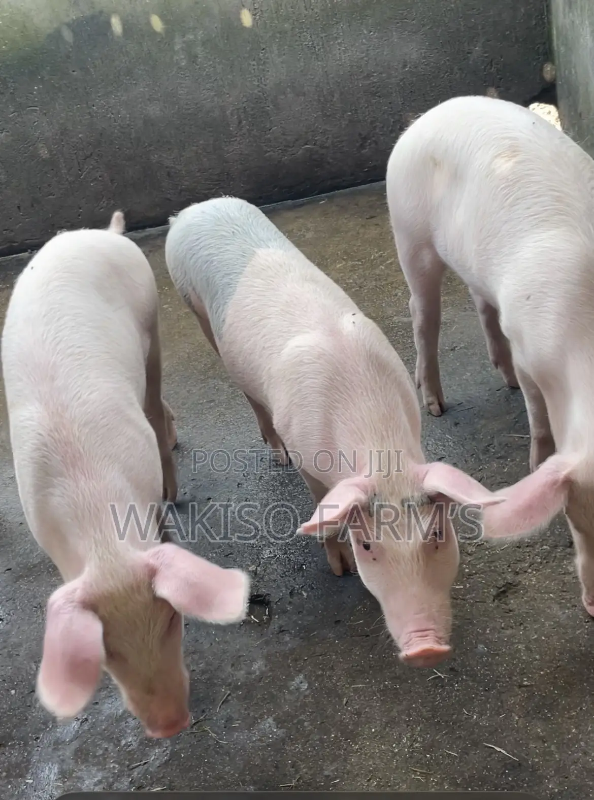 Piggery Farming