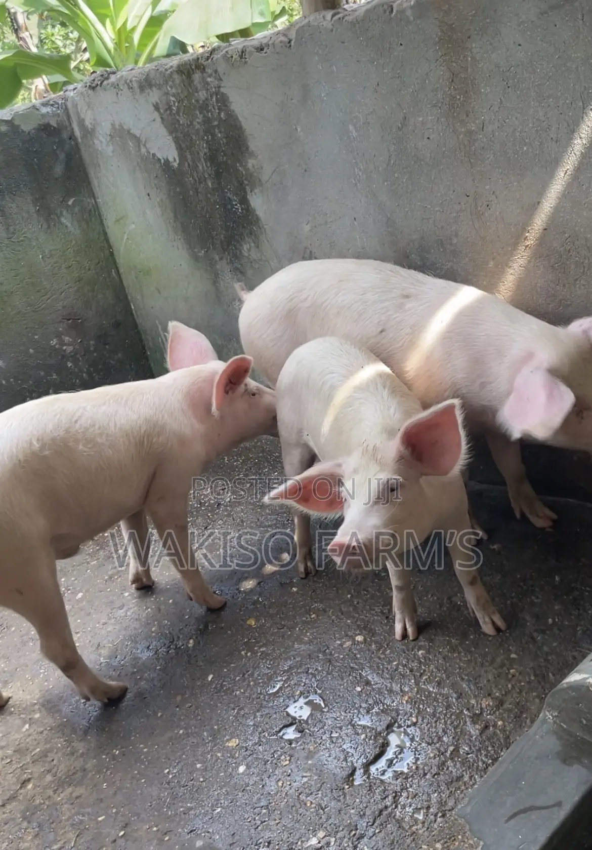 Piggery Farming