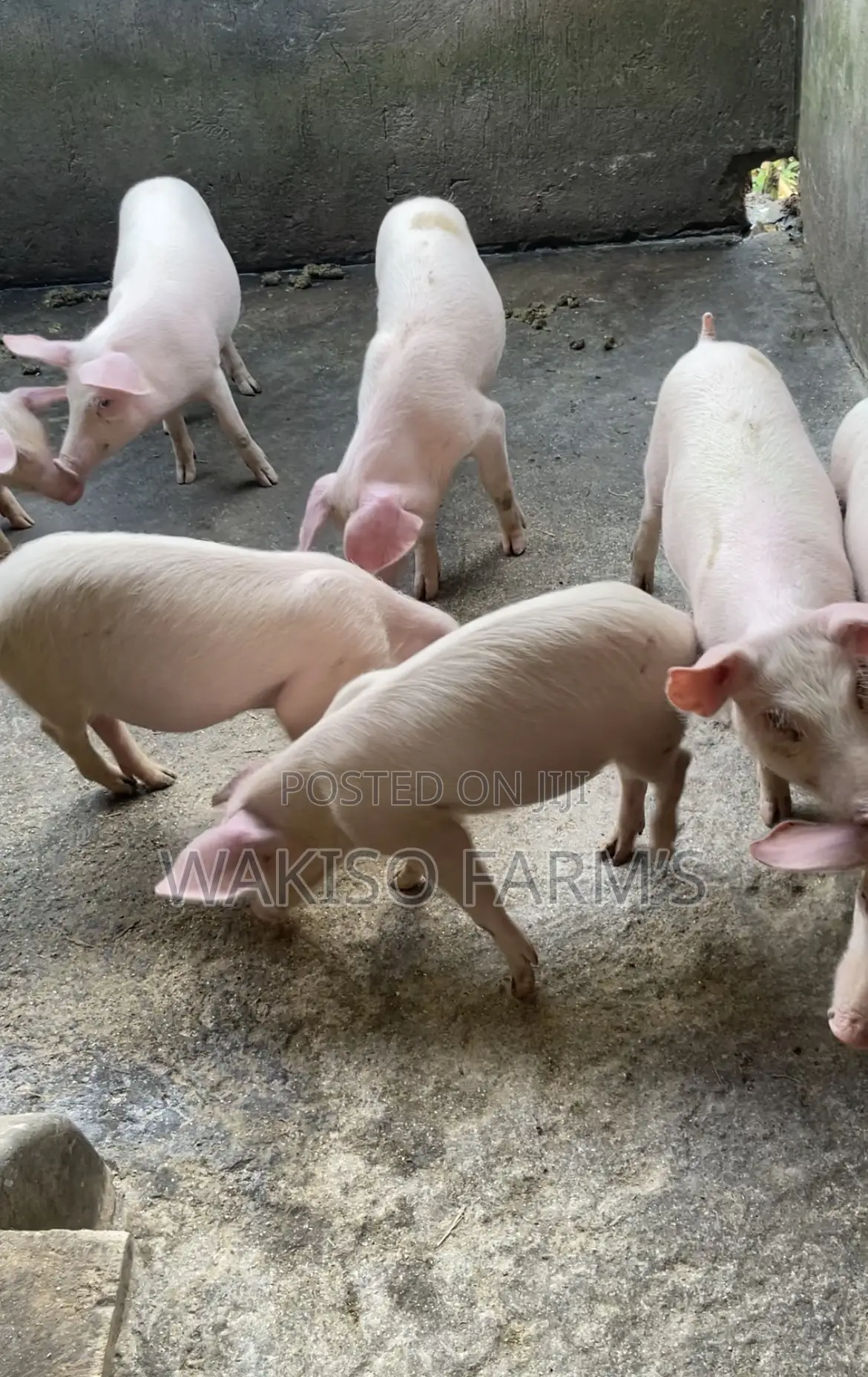 Piggery Farming