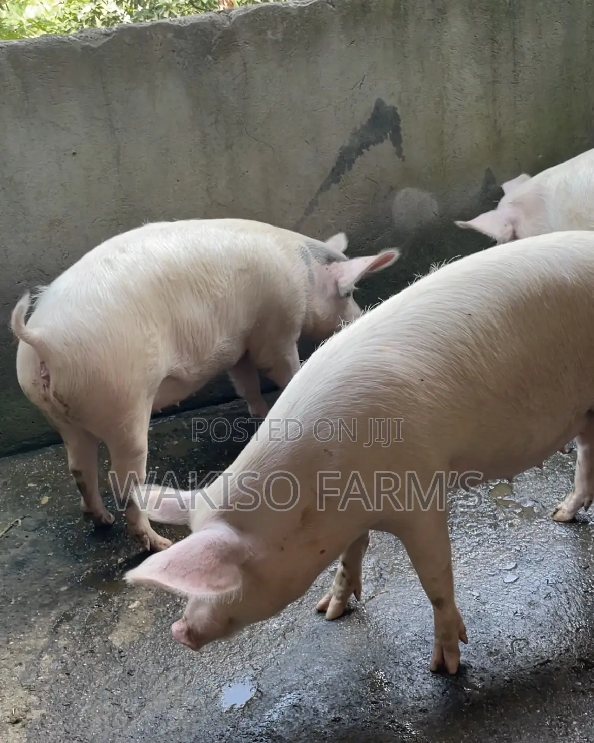 Piggery Farming