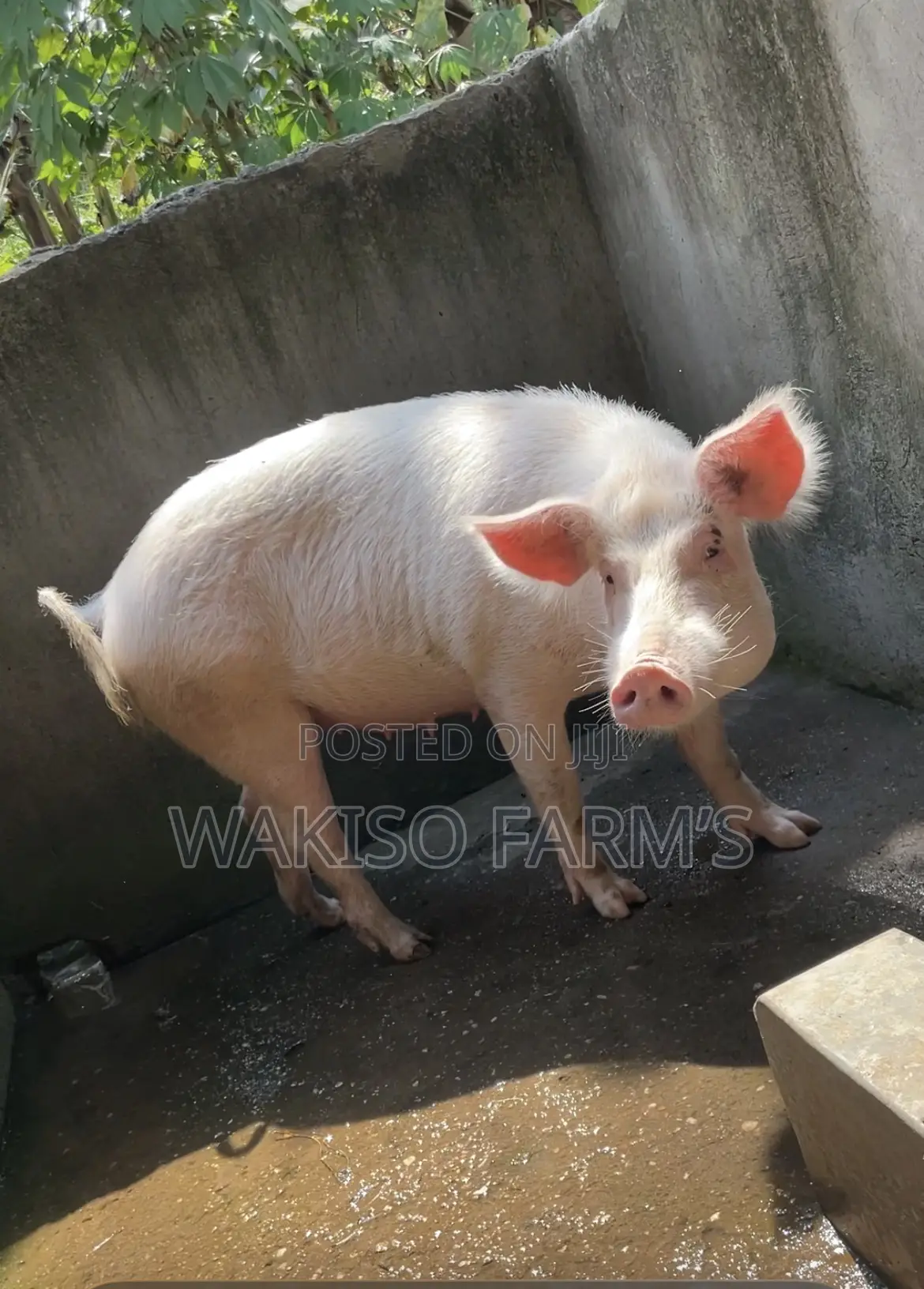 Piggery Farming
