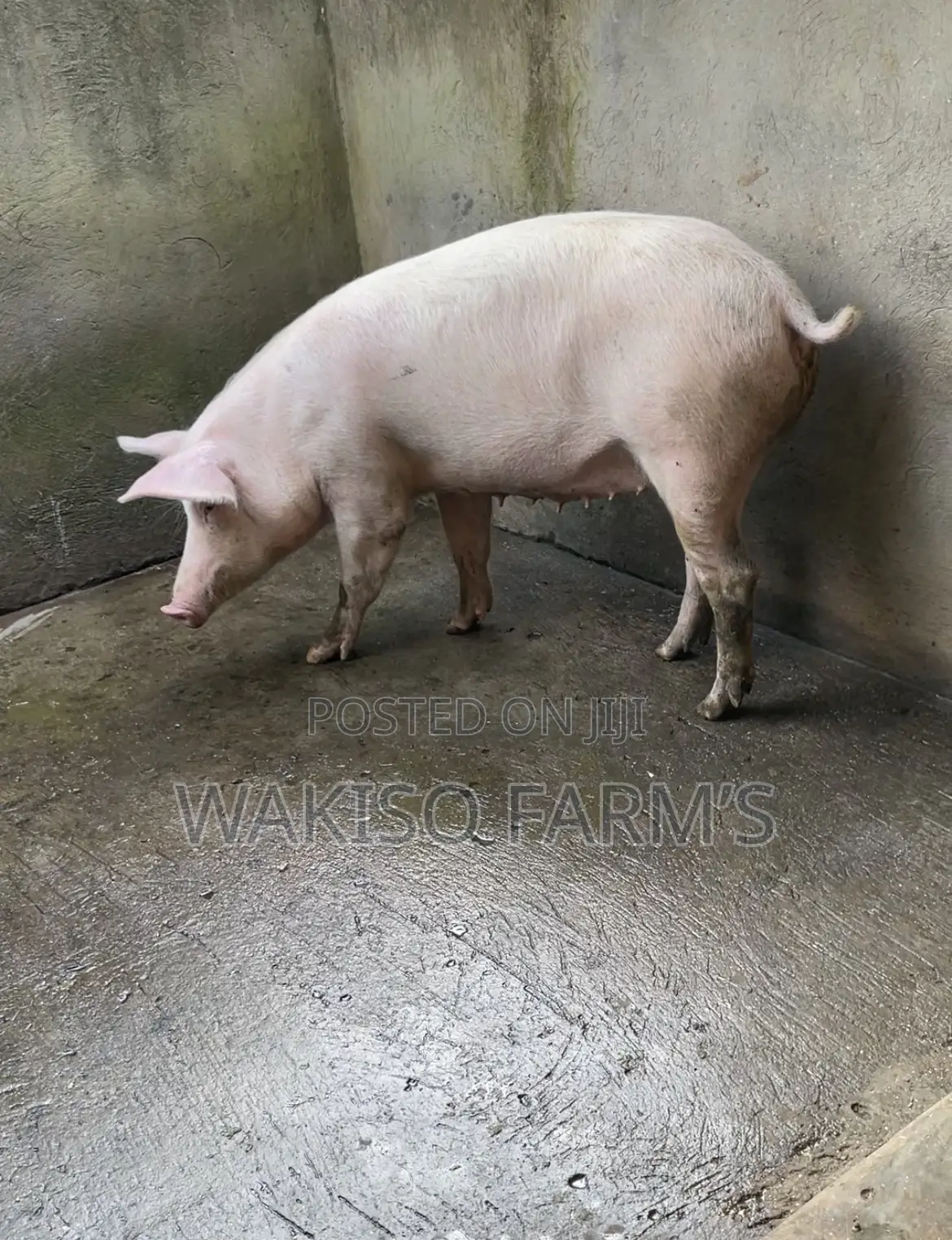 Piggery Farming