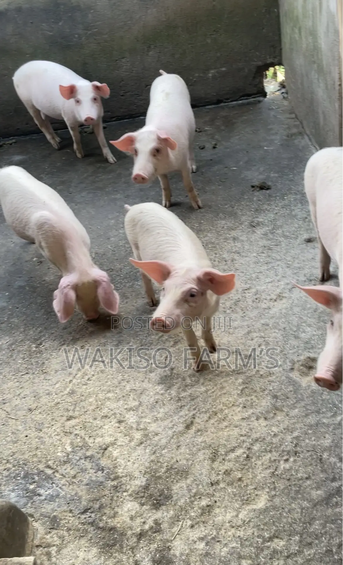 Piggery Farming