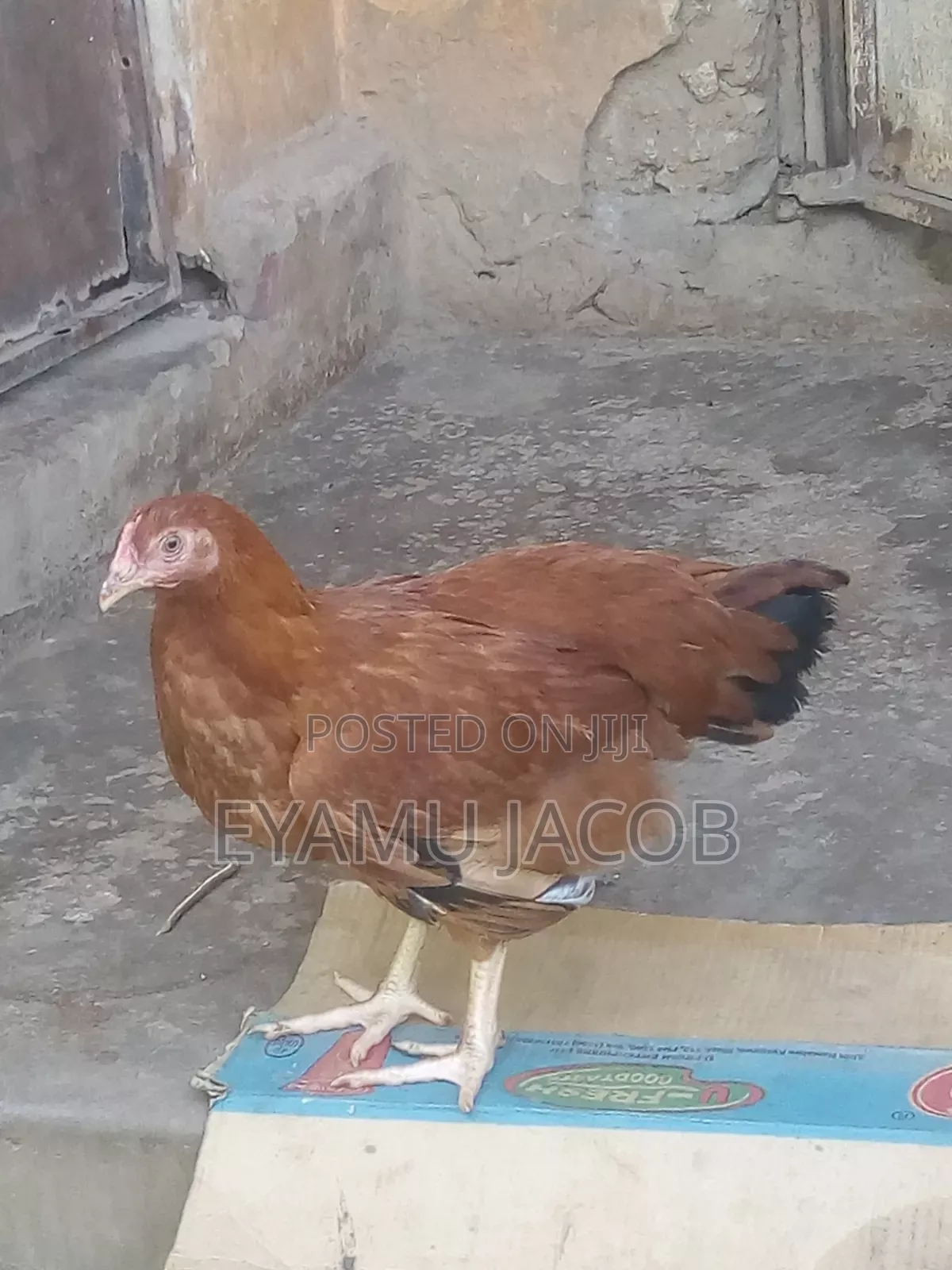 One Month Chicks