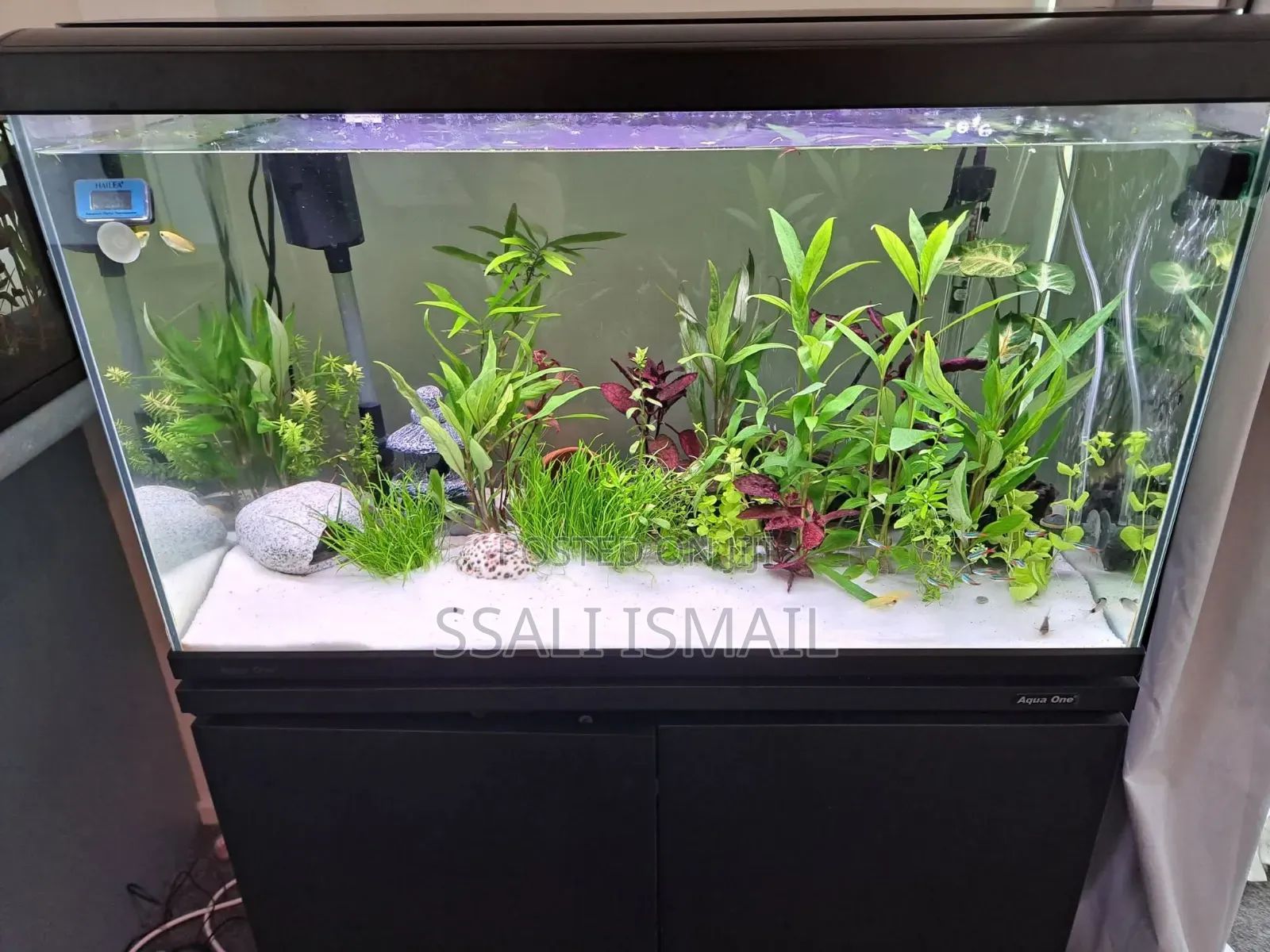 Crystal Clear Water,Pure White Gravel Aquarium