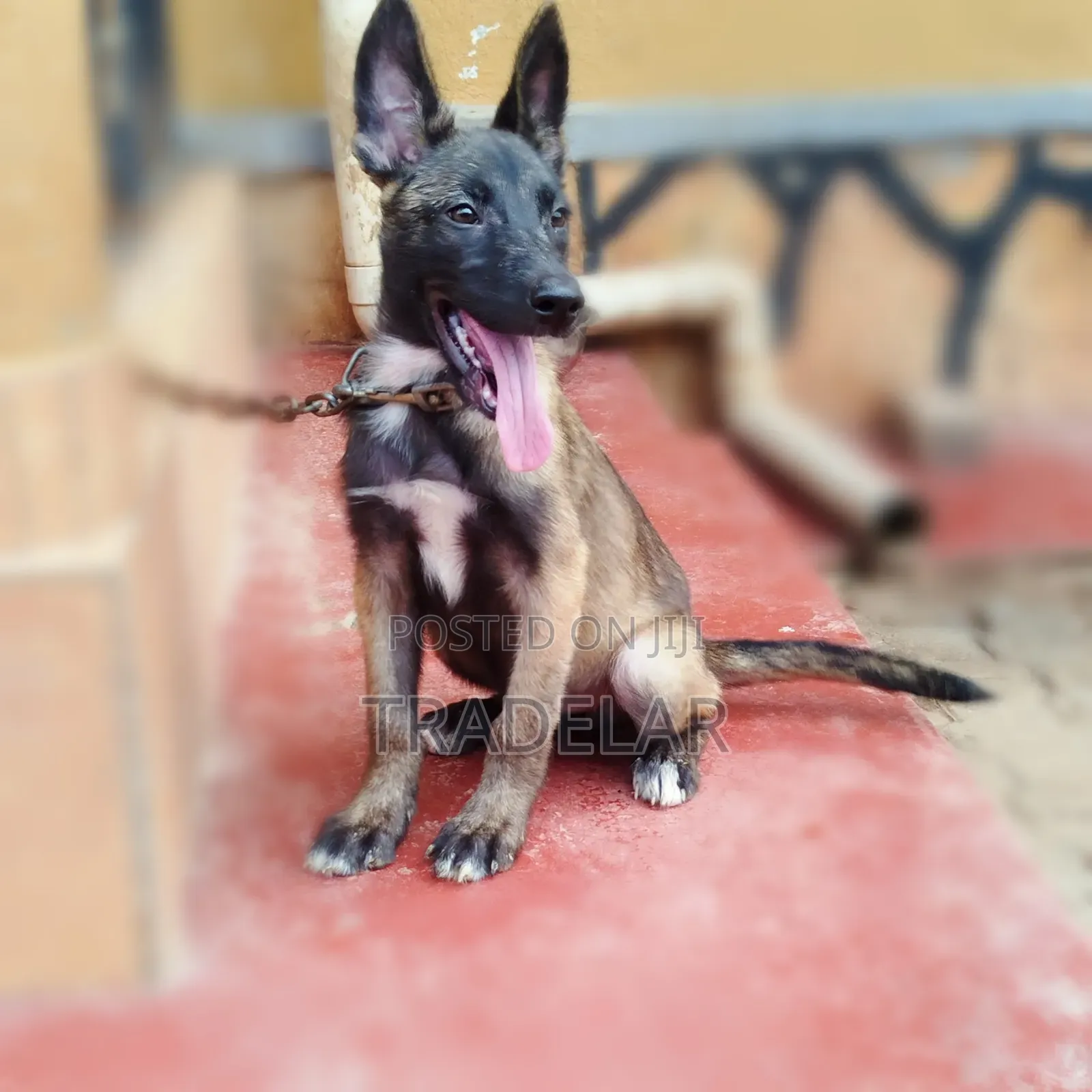 3-6 months Female Purebred Belgian Malinois