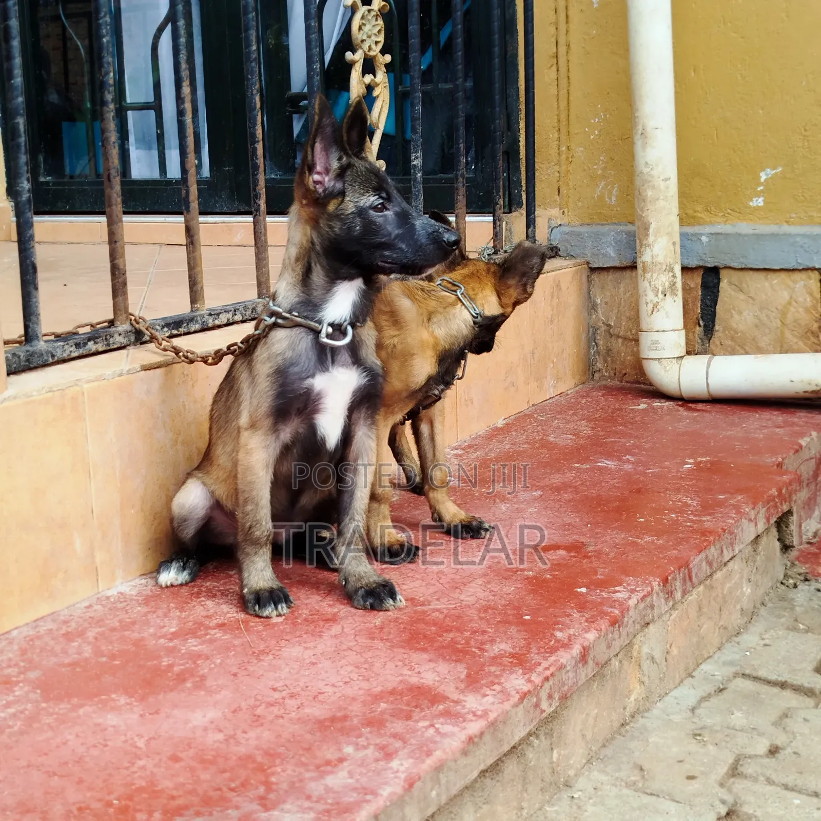 3-6 months Female Purebred Belgian Malinois
