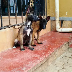 3-6 months Female Purebred Belgian Malinois