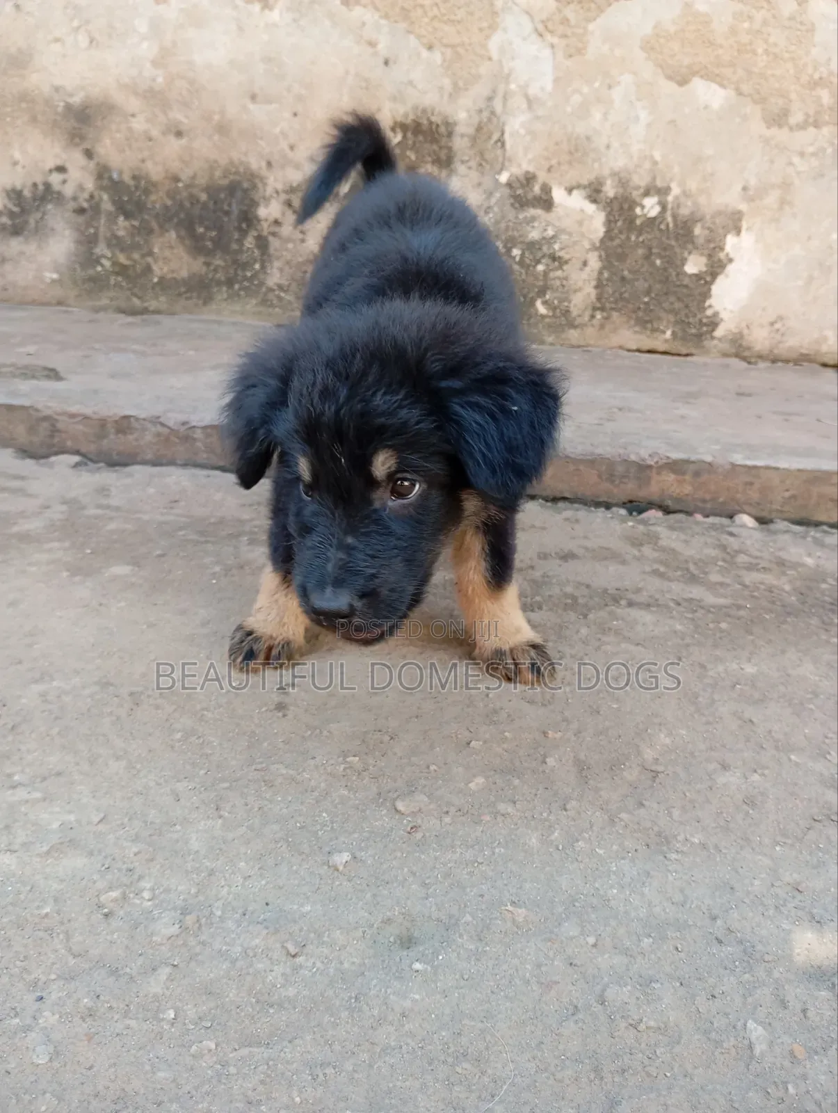 1-3 months Male Purebred German Shepherd