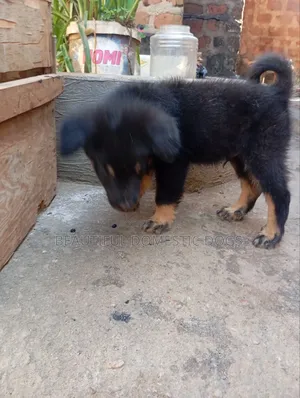 1-3 months Male Purebred German Shepherd