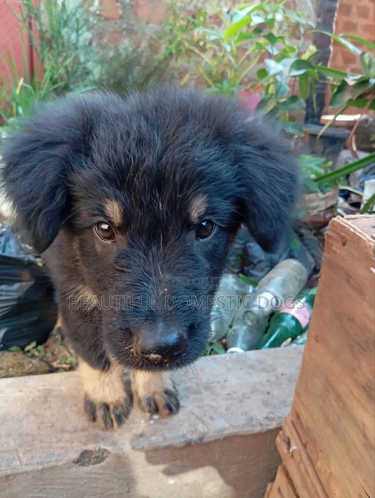 1-3 months Male Purebred German Shepherd