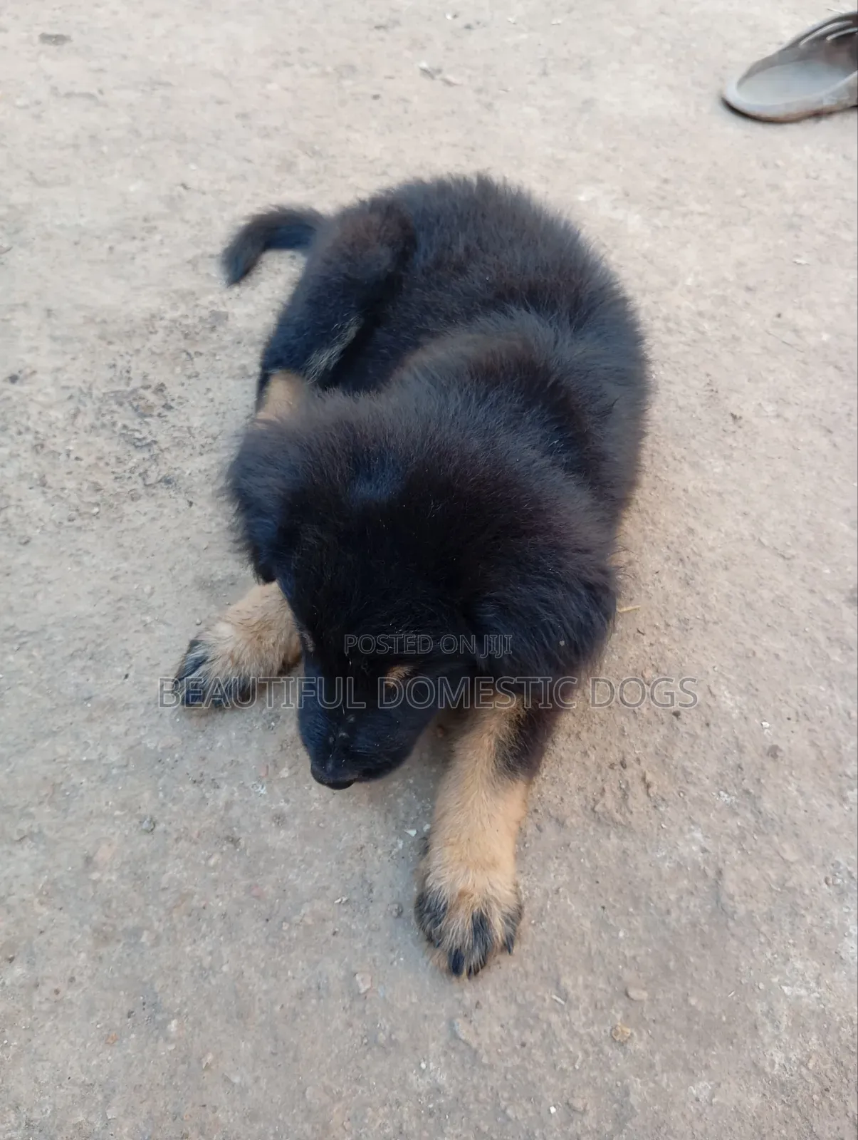 1-3 months Male Purebred German Shepherd