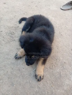 1-3 months Male Purebred German Shepherd