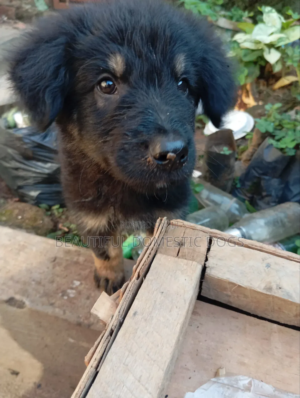 1-3 months Male Purebred German Shepherd