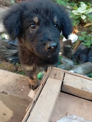 1-3 months Male Purebred German Shepherd