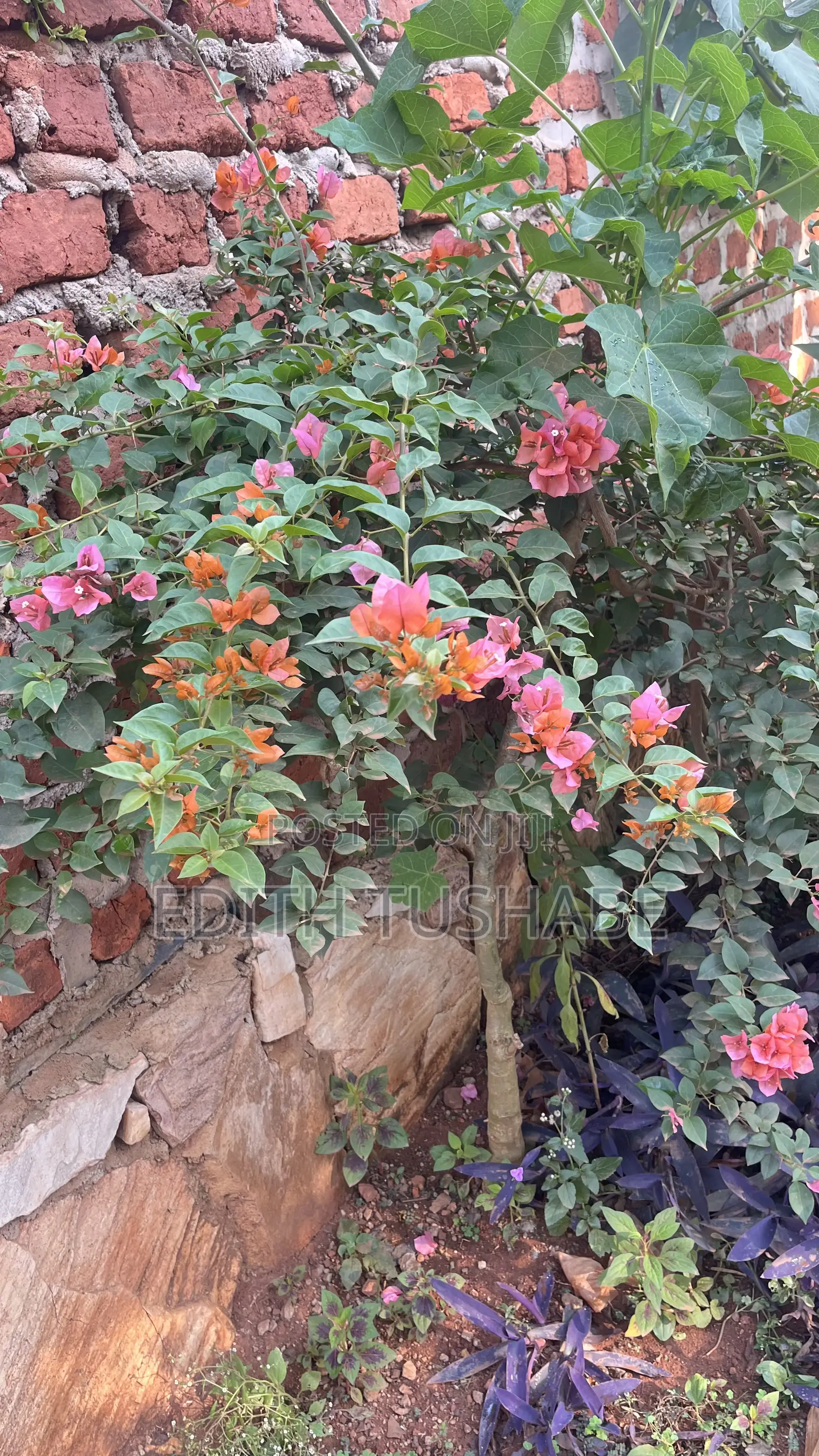Compound Designing Flowers