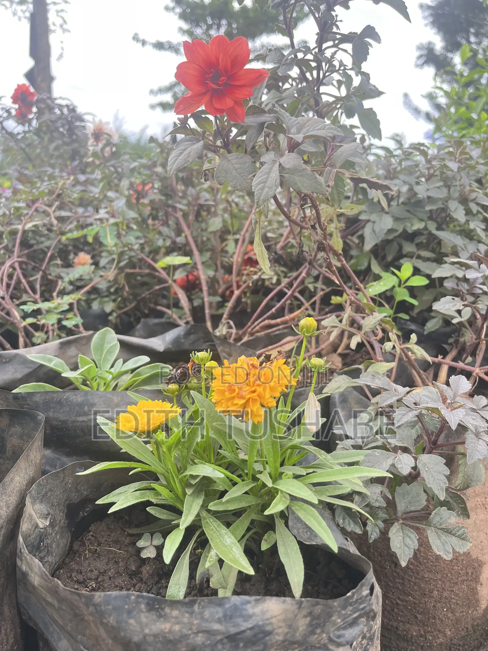 Compound Designing Flowers