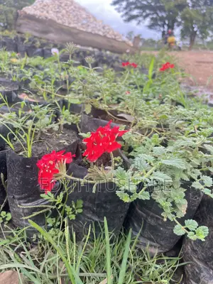 Compound Designing Flowers