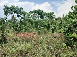 Plots For Sale On Mityana Road