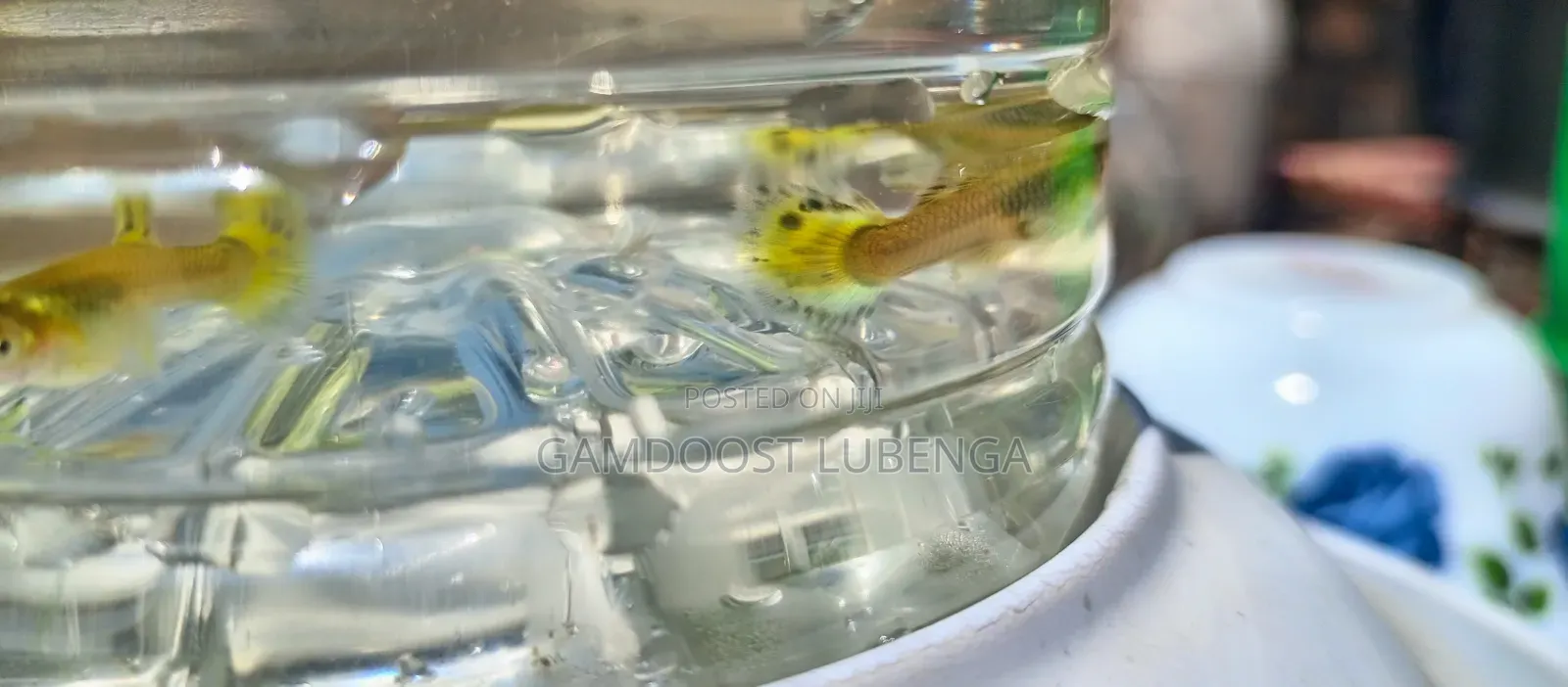Fancy Guppies