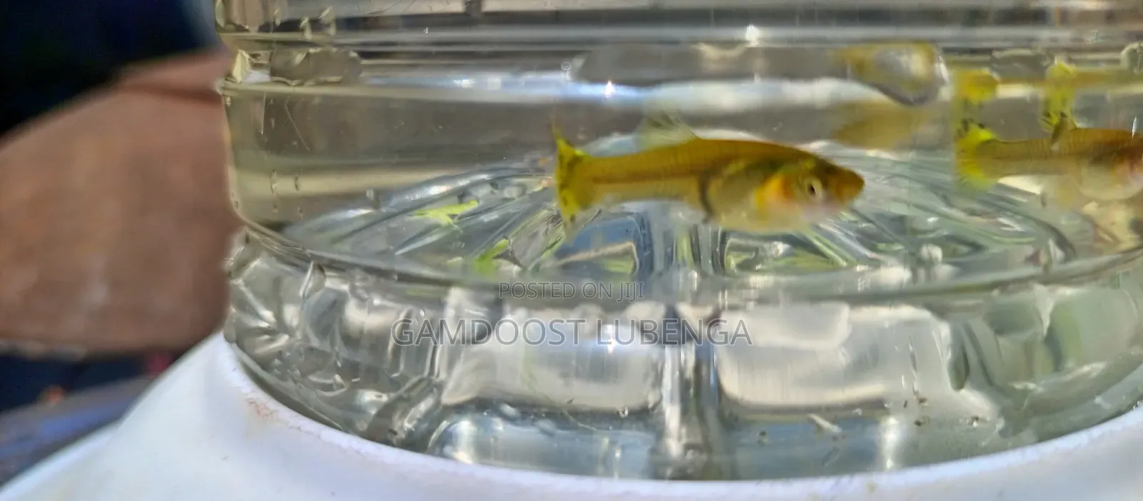 Fancy Guppies