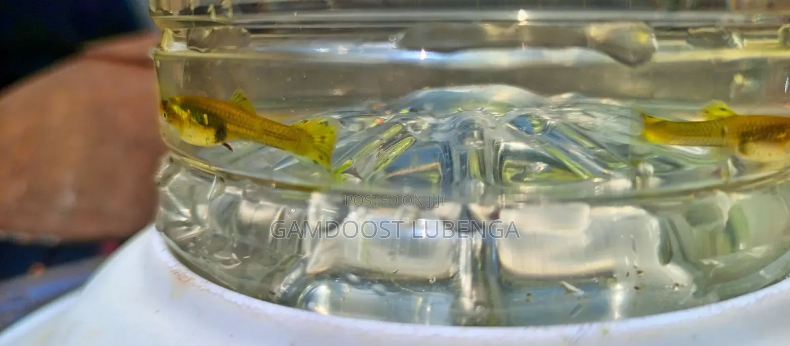 Fancy Guppies
