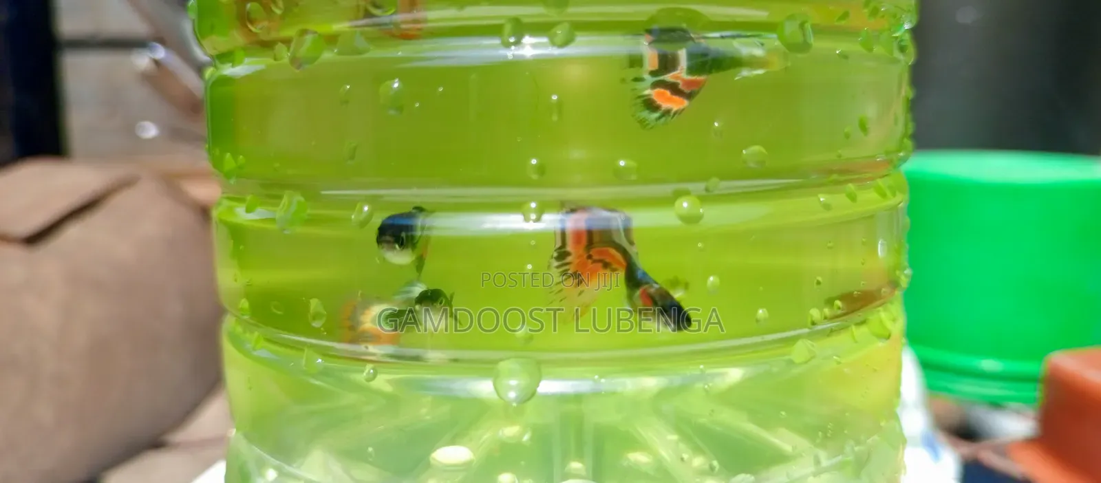 Fancy Guppies