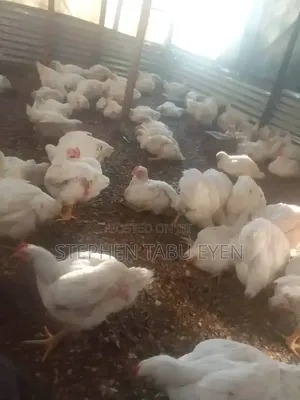 7 Weeks Broiler Chickens