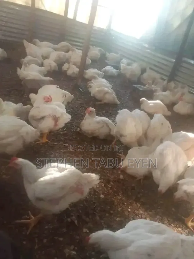 7 Weeks Broiler Chickens