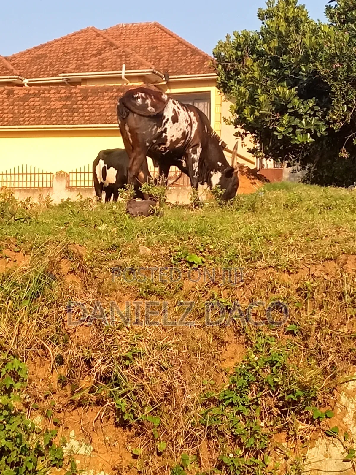 Animal Cow