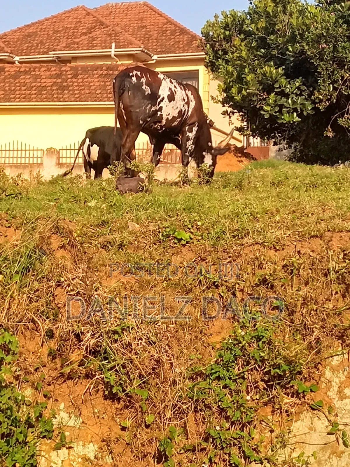 Animal Cow