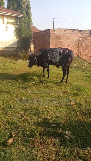 Animal Cow