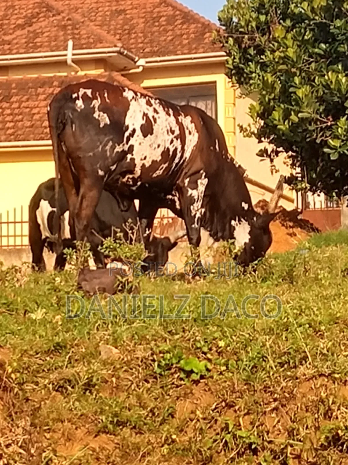 Animal Cow