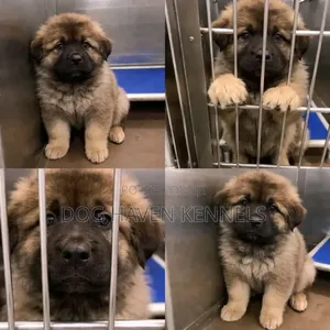1-3 months Female Purebred Caucasian Shepherd