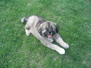 1-3 months Female Purebred Caucasian Shepherd