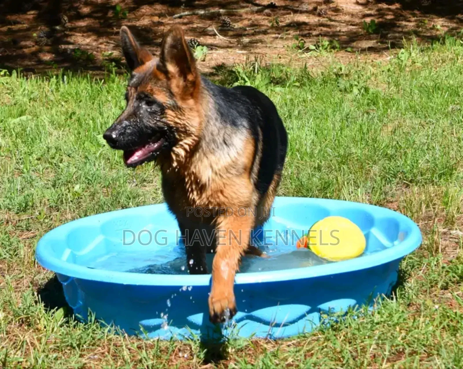 6-12 months Male Purebred German Shepherd