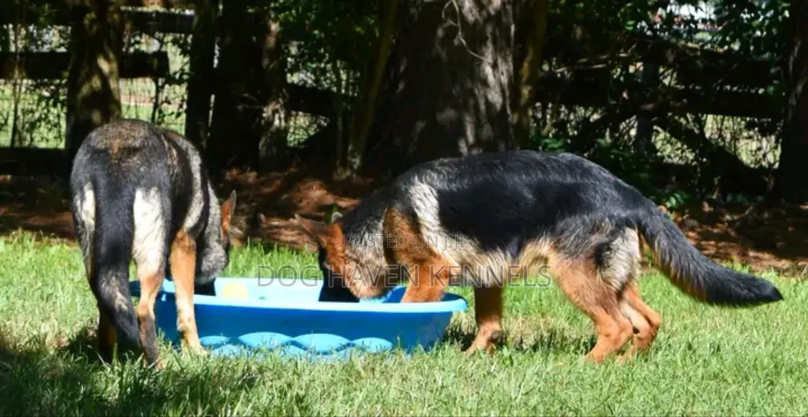 6-12 months Male Purebred German Shepherd