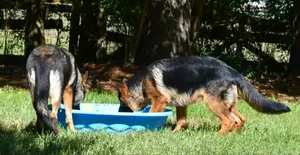 6-12 months Male Purebred German Shepherd