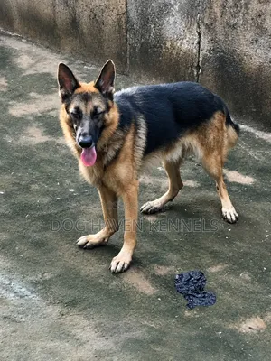 6-12 months Female Purebred German Shepherd