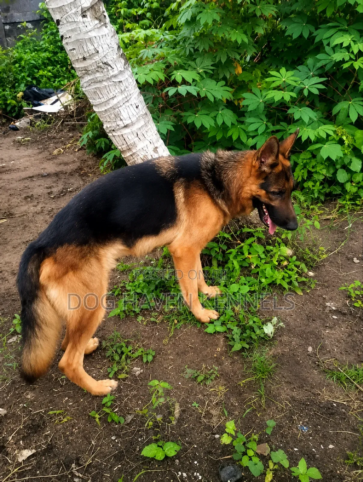 3-6 months Male Purebred German Shepherd