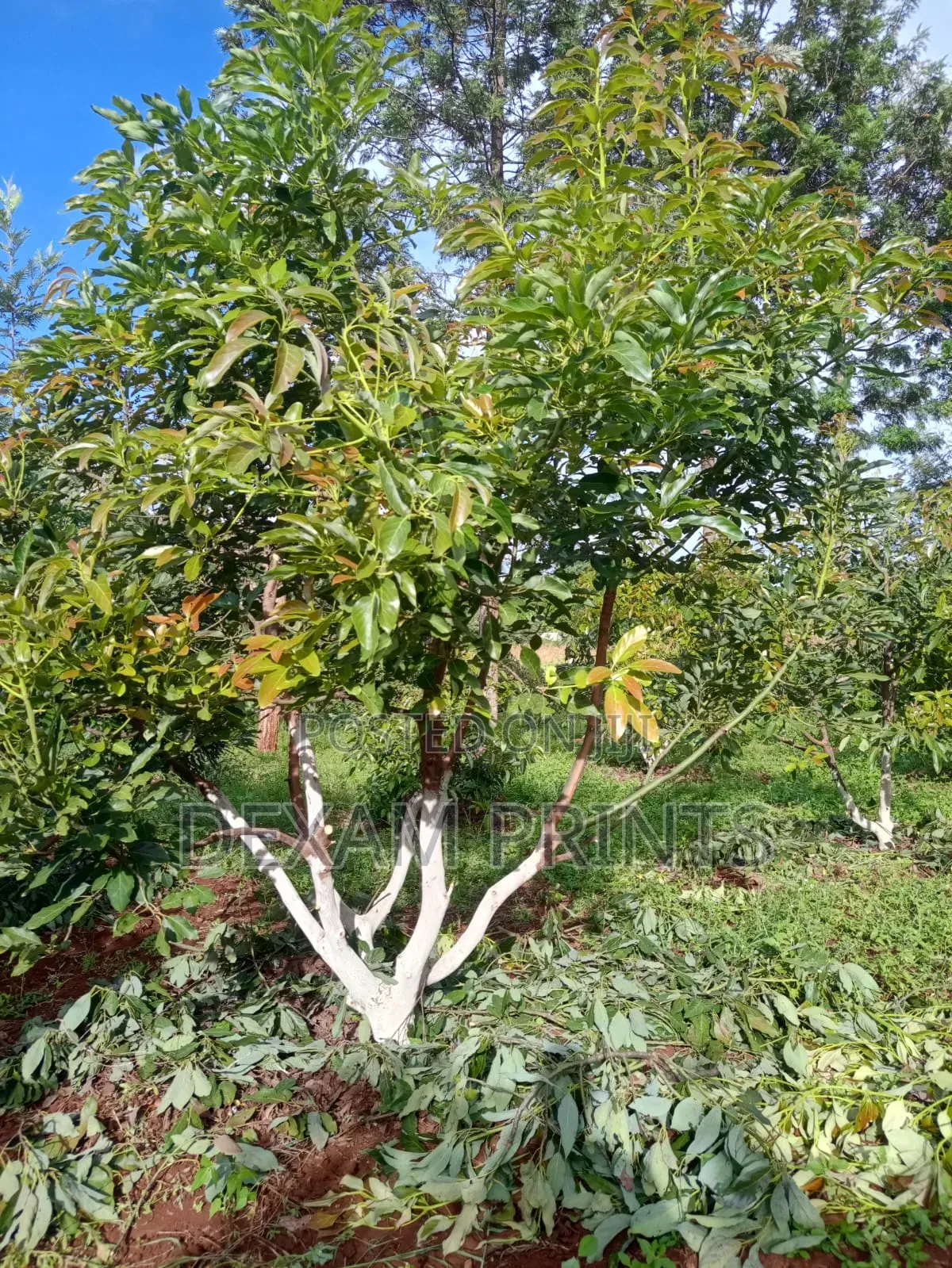 Land on Sale