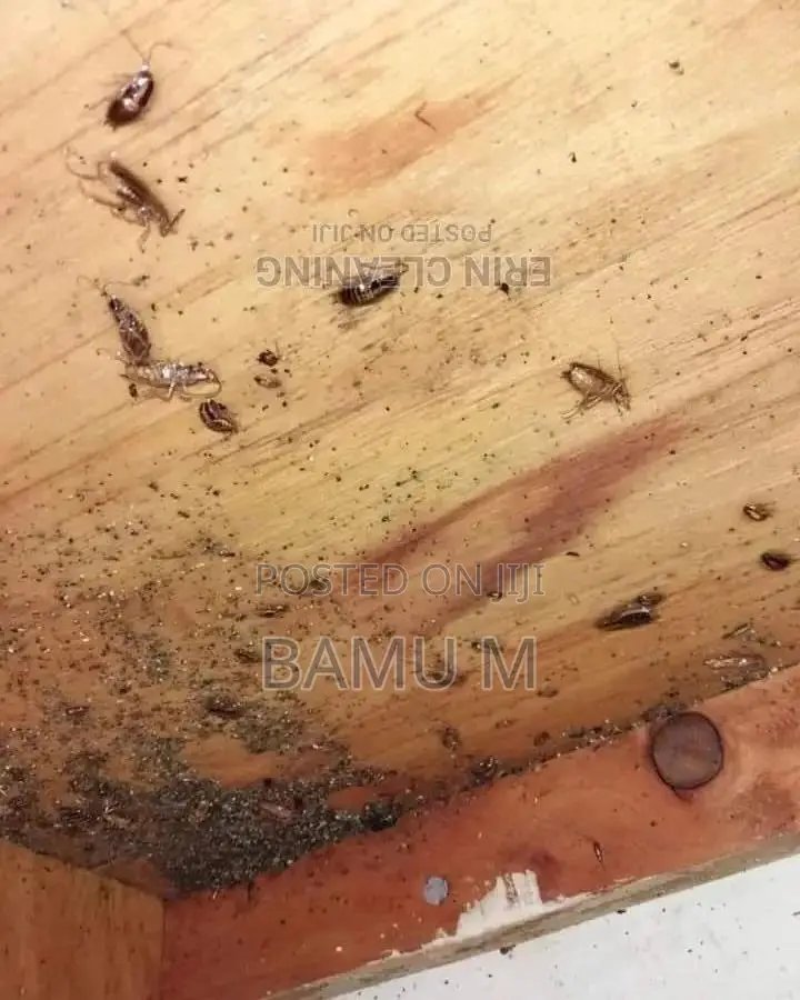 Fumigation Pest Control Services – Say Goodbye to Pests!