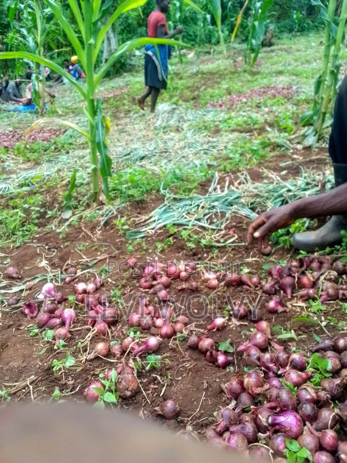 Dry Onions at Kamu Market, Elgon-Bulambuli District Uganda