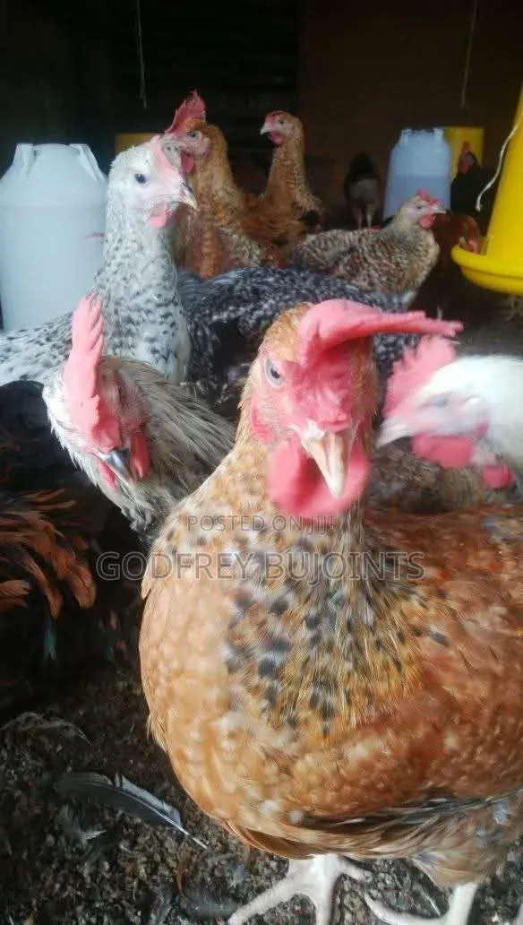 Chicks All Breed