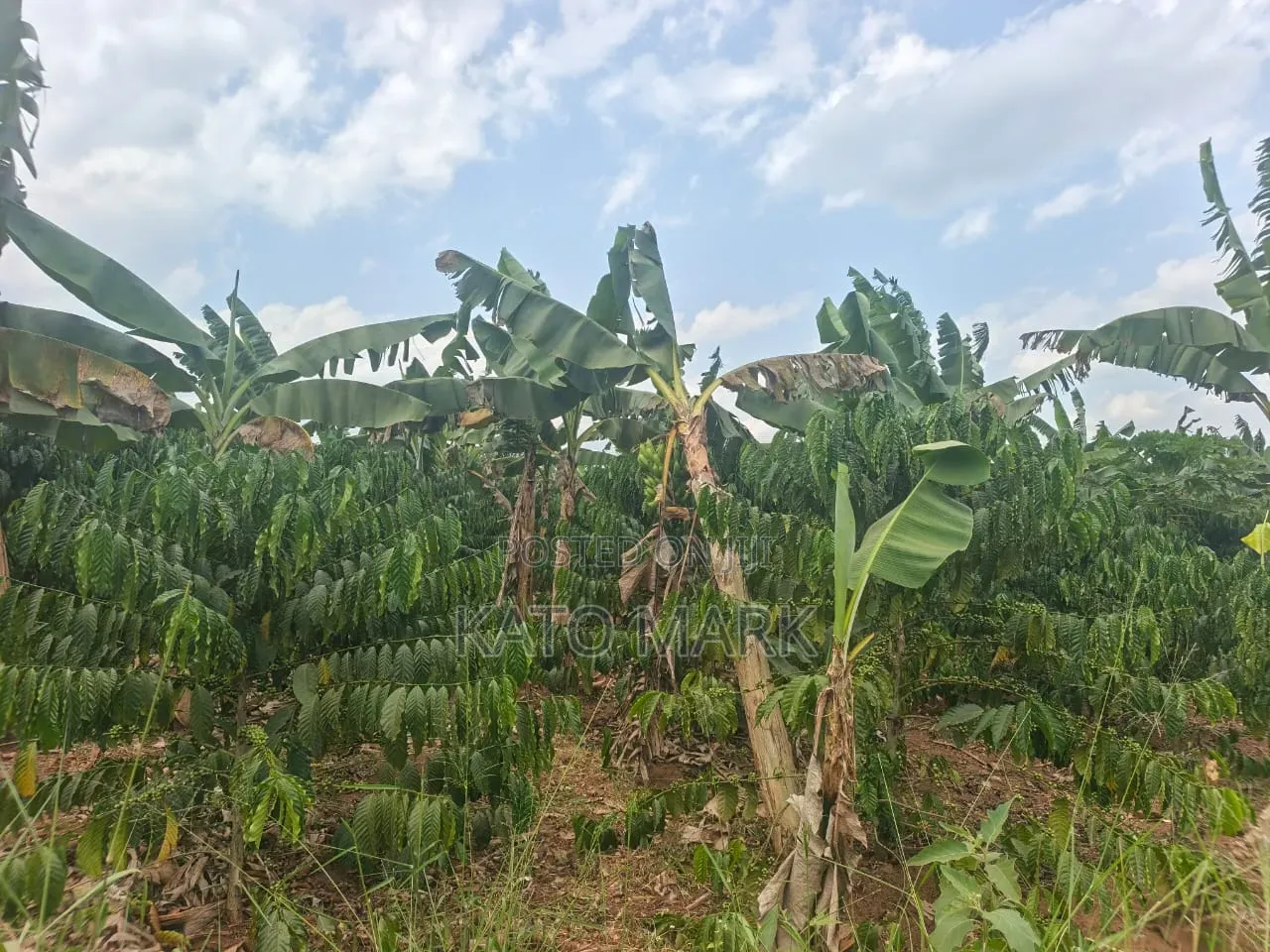2 Acres for Sale Located at Nakifuma