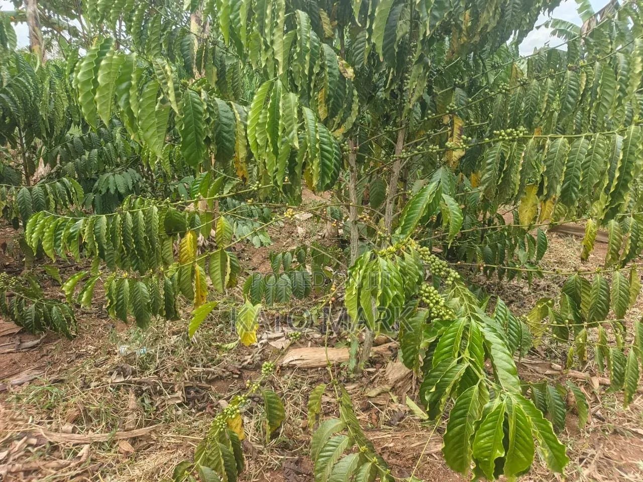 2 Acres for Sale Located at Nakifuma
