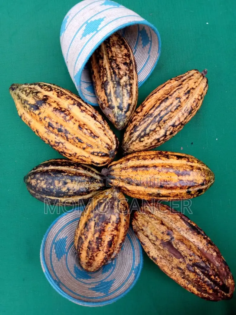 Cocoa Liquor