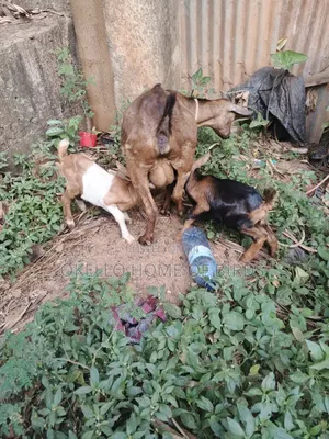 Mother With 2 Kids for Sale